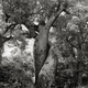 Illustration for article titled Extraordinary pictures of the most ancient trees on Earth